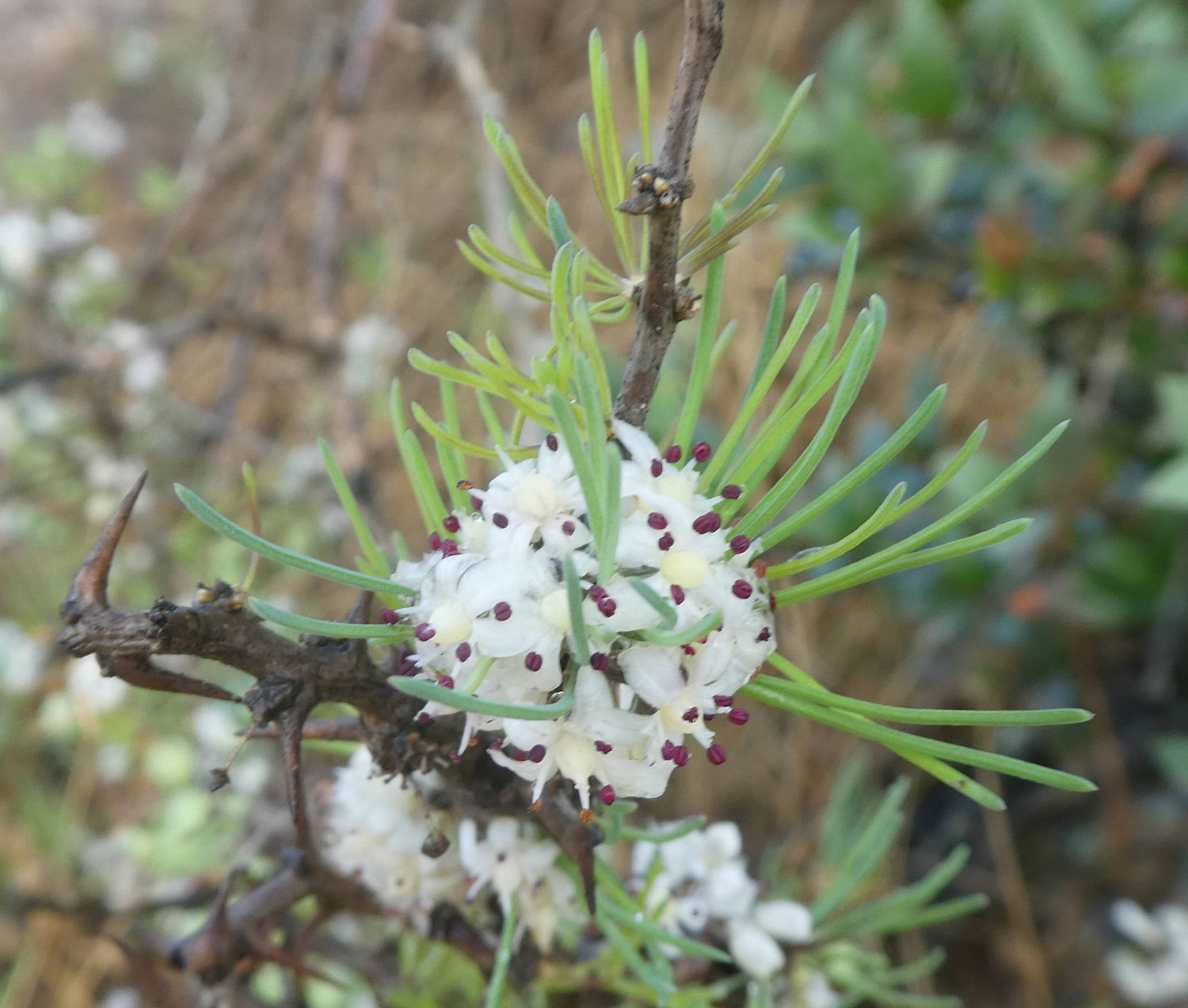 Asparagus albus